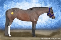 Horse Color:Bay Appaloosa