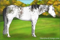 Horse Color:White Spotted Grullo Splash Rabicano 