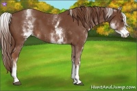 Horse Color:White Spotted Chestnut Sabino 