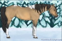 Horse Color:Buckskin Dun Tobiano 