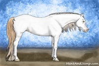 Horse Color:Gold Champagne Appaloosa