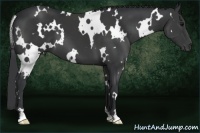 Horse Color:White Spotted Black 