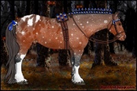 Horse Color:Brown Appaloosa Rabicano 