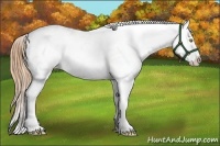 Horse Color:Gold Champagne Roan Blanket