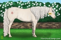 Horse Color:Cremello Roan Rabicano 