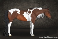 Horse Color:Bay Tobiano 