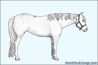 Horse Color:Silver Black Sabino Splash