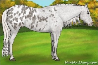 Horse Color:Silver Blue Ice Roan Appaloosa 