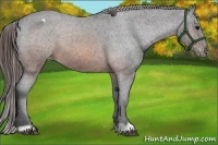 Horse Color:Brown Appaloosa