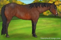 Horse Color:Bay Splash Frame Brindle