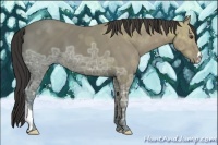 Horse Color:Buckskin Ice