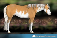Horse Color:White Spotted Silver Buckskin 