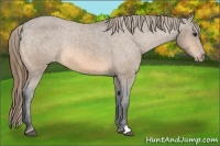 Horse Color:Buckskin Appaloosa Rabicano 