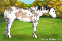 Horse Color:White Spotted Buckskin Roan Splash