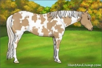 Horse Color:White Spotted Palomino