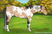Horse Color:White Spotted Buckskin Roan 