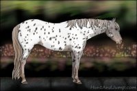 Horse Color:Liver Chestnut Sabino Near Leopard 