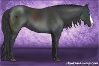 Horse Color:Black Splash