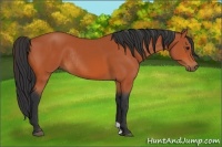 Horse Color:Bay Rabicano