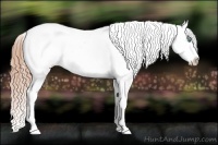 Horse Color:Smoky Grullo Pearl Tobiano Appaloosa Rabicano