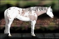 Horse Color:White Spotted Bay Splash Appaloosa Rabicano
