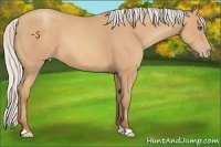 Horse Color:Silver Amber Champagne