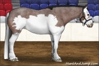 Horse Color:Bay Roan Splash Frame