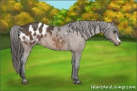 Horse Color:Buckskin Varnish 