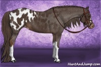 Horse Color:Liver Chestnut Appaloosa 