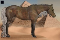 Horse Color:Silver Bay