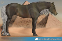 Horse Color:Silver Brown 