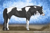 Horse Color:Black Splash Tobiano 