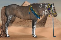 Horse Color:White Spotted Liver Chestnut