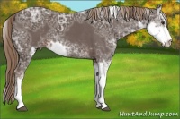 Horse Color:Liver Chestnut Ice Sabino 