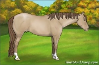 Horse Color:Grullo Pearl