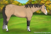 Horse Color:Buckskin Splash 