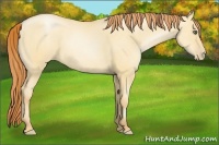 Horse Color:Amber Champagne Pearl Dun