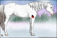 Horse Color:Bay Snowcap 