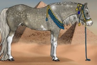 Horse Color:Chocolate Palomino Sabino 