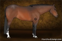 Horse Color:Bay Sabino