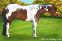 Horse Color:Bay Tobiano 