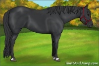 Horse Color:Black 