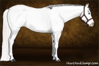 Horse Color:White Spotted Silver Sable Champagne Pearl Dun Appaloosa Rabicano
