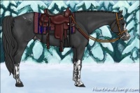 Horse Color:Black Appaloosa  and Black Appaloosa 