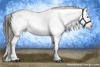 Horse Color:Liver Chestnut Sabino Appaloosa 