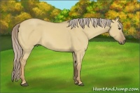 Horse Color:Palomino Dun