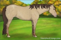 Horse Color:Classic Champagne Dun 
