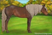 Horse Color:Liver Chestnut Sabino Rabicano 