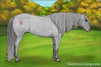Horse Color:Blue Roan Appaloosa