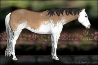 Horse Color:White Spotted Bay Dun Splash 
